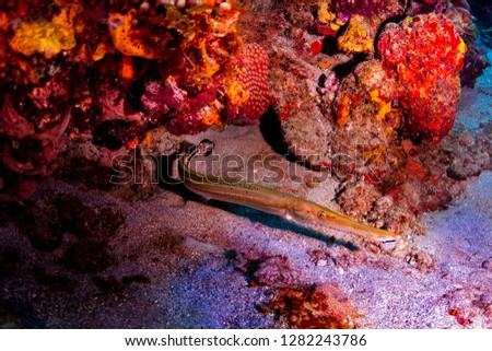 A trumpet fish hunting on the reef