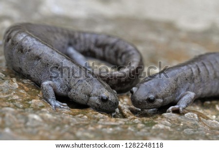 Pair of Streamside salamanders