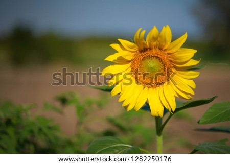 Sunflowers blooming in farm