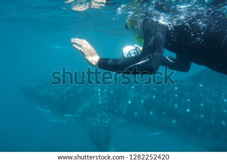 Swimming with Whale Sharks, snorkeler is taking a picture of a young male Whaleshark at Ningaloo Reef, Western Australia