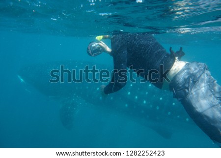 Swimming with Whale Sharks, taking a picture from a young male Whaleshark with an underwater camera at Ningaloo Reef, Western Australia