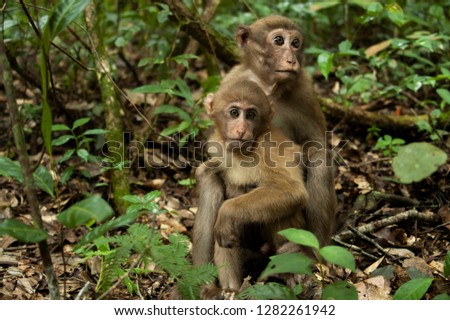 cute monkey lives in a natural forest ,Macaca assamensis monkey,thailand