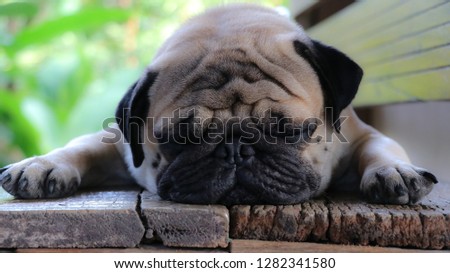 Pug dog pictures are lying on a wooden chair.