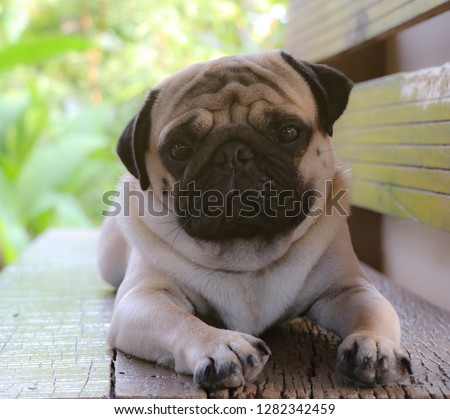 Pug dog pictures on wooden chairs