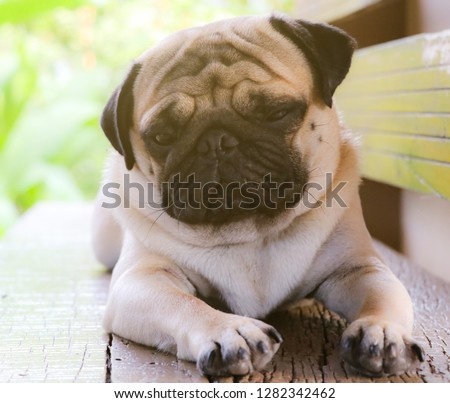 Pug dog pictures on wooden chairs