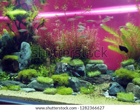 Water plants　Aquarium　beautiful