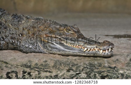 Crocodile looks at you. Crocodile’s jaws with huge teeth. Close up photo. Dangerous reptiles. Wild animals. 