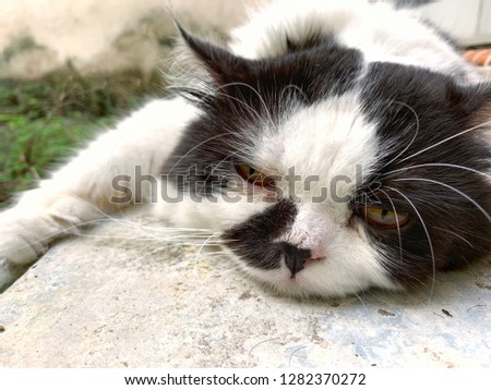 picture of a young cat. The cat is sleeping and relaxing.Soft, Blurry and contain noise.