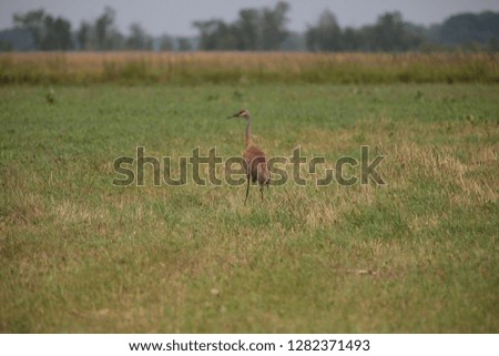 Sandhill crane stand in field on wisconsin farm 