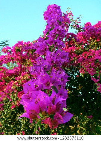 bougainvillea spectabilis coming from top 