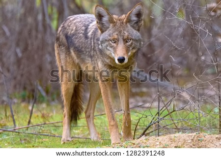 Locked eyes for a split second with this hunting Coyote. The coyote was hunting little gophers in the field Royalty-Free Stock Photo #1282391248