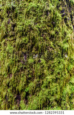 Closeup photo of green moss on tree in forest