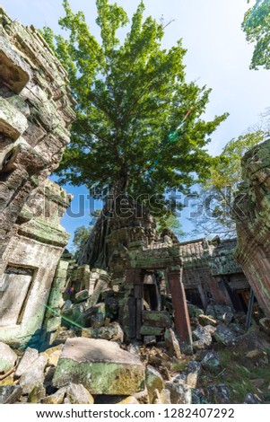 Ruins of Ta Prohm covered by Tetrameles Tree, Angkor, Siem reap