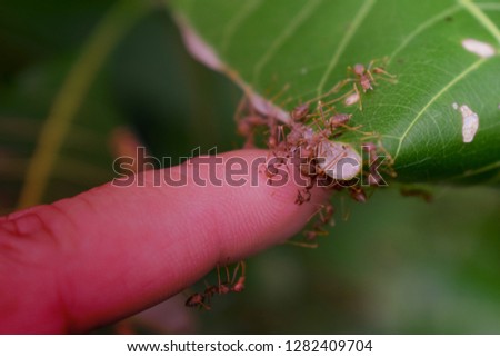 Red ant bites the human finger. Protect their nest.