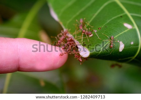 Red ant bites the human finger. Protect their nest.