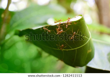 The nest of red ants is made from leaves.