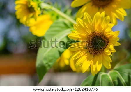 A picture of a sunflower that stands out 