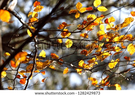 Colorful leaves in autumn