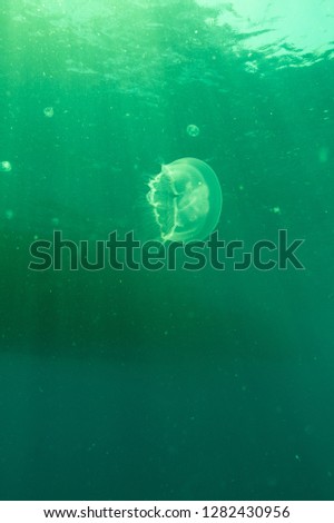 abstract jellyfish background