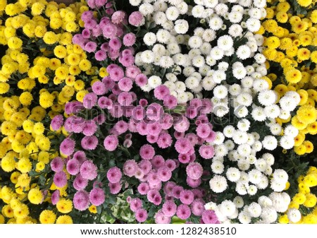 Beautiful blooming chrysanthemum flowers background. top view 