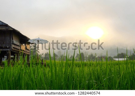 Wooden houses, home stay in green rice fields. Looking at the morning mist. With the light of the sun and the mountains.