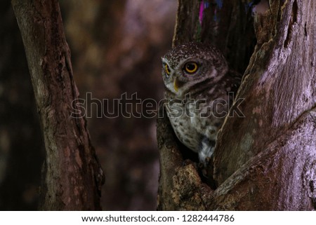 Spotted Owlet is in the hollow of a tree before dark.