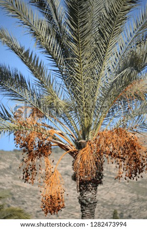 Date palm in the province of Alicante, Costa Blanca, Spain