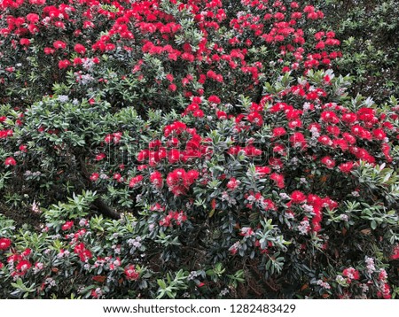 A close up view of a native Pohutukawa tree with red flowers in full bloom in New Zealand. Horizontal