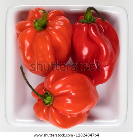 Trinidad Moruga Scorpion Chili Pepper. The hottest chili in the world, with a mean heat of more than 1.2 million Scoville heat units (SHU's)