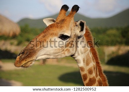 head of spotted giraffe close up