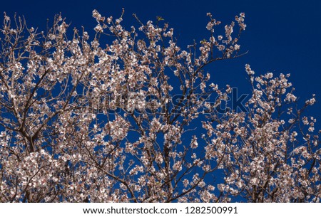 beautiful background of flowering almonds, Gran Canaria, January