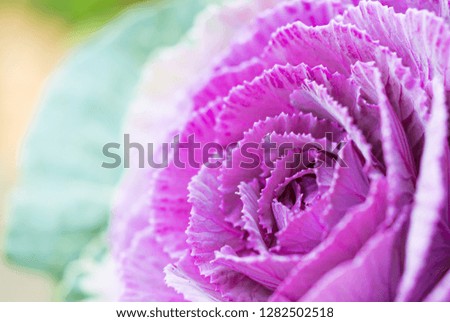 Closeup nature view of flower in garden at summer under sunlight. Natural plants landscape using as a background or wallpaper. - Image