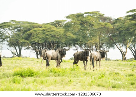 wildebeest from kenya