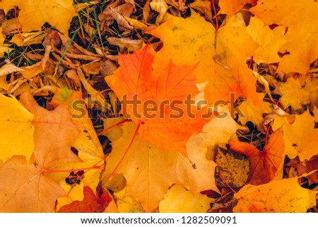 Autumn background with maple leaves. Orange, yellow, red maple leaves