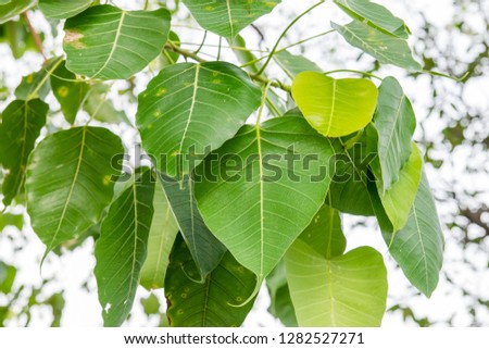 Green ficus religiosa leaves in nature garden 