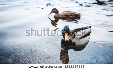 pair of ducks: male and female swim in the water
