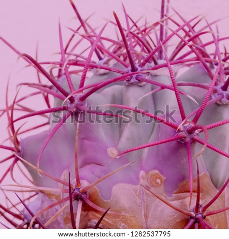 Cactus spines texture close-up. Cactus lover concept