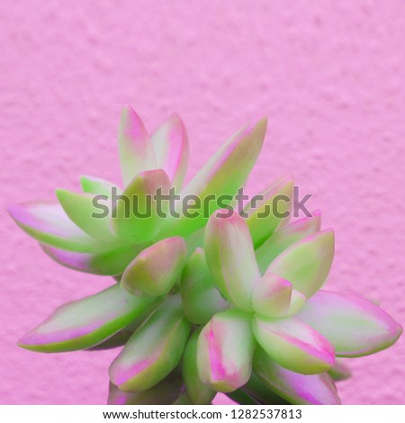 Plants on pink fashion concept art. Aloe cactus green on pink wa