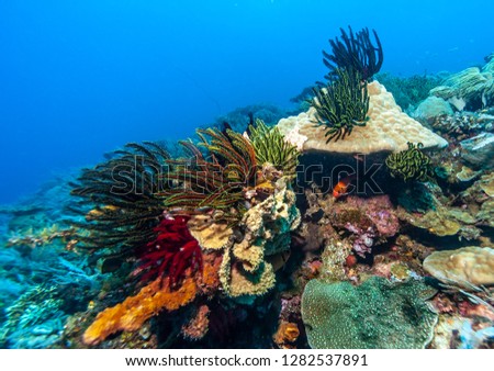 Underwater in the Lembeh Strait in Sulawesi, Indonesia Royalty-Free Stock Photo #1282537891