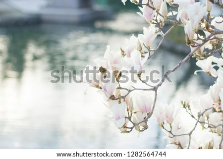 beautiful Magnolia branches with white flowers near the pond with highlights
