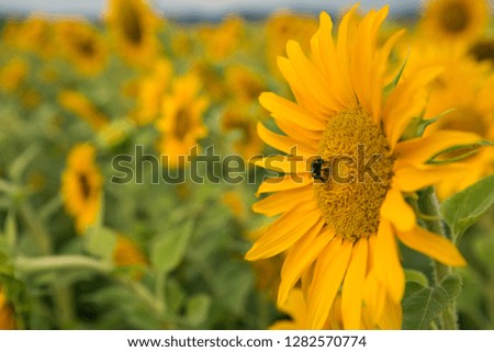Sunflower field in germany