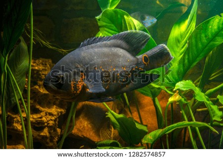 Astronotus ocellatus in a clean aquarium.