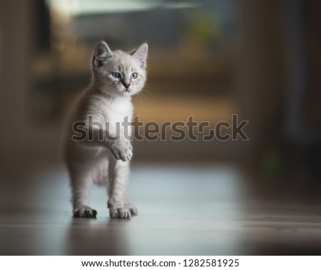 cream colored british shorthair kitten raising paw playfully