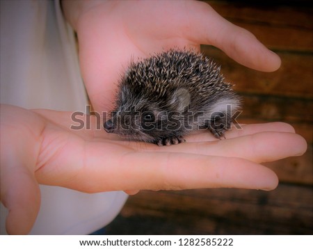 Little hedgehog on a large human palm. Cub hedgehog fell into the hands of man. Beautiful tiny creature with small paws, ears and nose. Hedgehog-baby and a big hand.