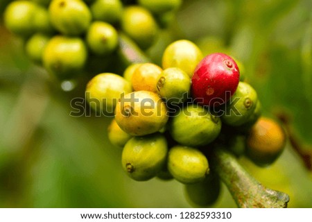 coffee berries on coffee plant