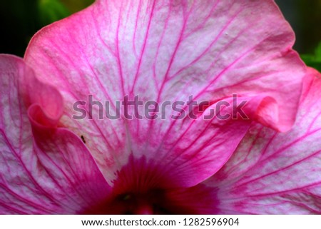 Natural pink hibiscus flowers