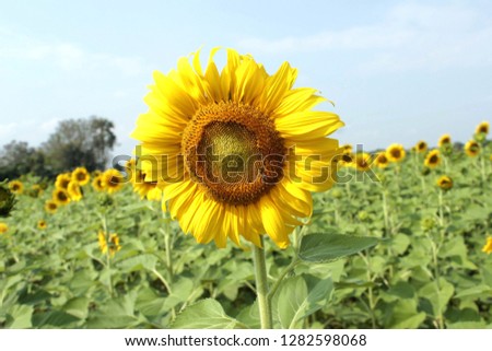Beautiful sun flowers background.