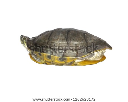 isolated white turtle background