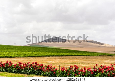 Fields And Flowers
