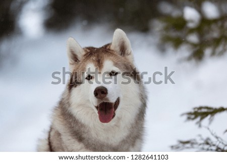 Close-up Portrait of beautiful, happy and free Siberian Husky dog sitting on the snow in the forest in winter